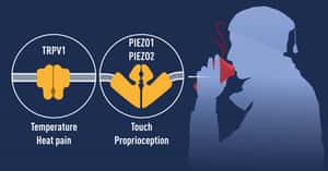 Nobel Prize lessons –  Medicine prize 2021