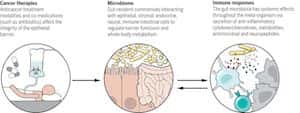 The microbiome in cancer immunotherapy: Diagnostic tools and therapeutic strategies